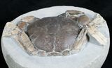 Tumidocarcinus Crab Fossil - New Zealand #4643-2